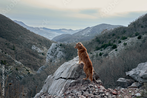 The dog stands in the mountains and looks at the peaks. Nova Scotia duck retriever in nature, on a journey. Hiking with a pet