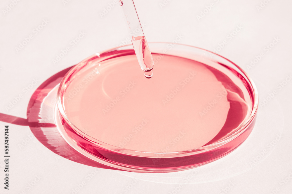 Petri dish. With pink liquid. With solution. Pipette dripping from above. On a white background. Petri dish. With pink liquid. With solution. Pipette dripping from above. On a white background.