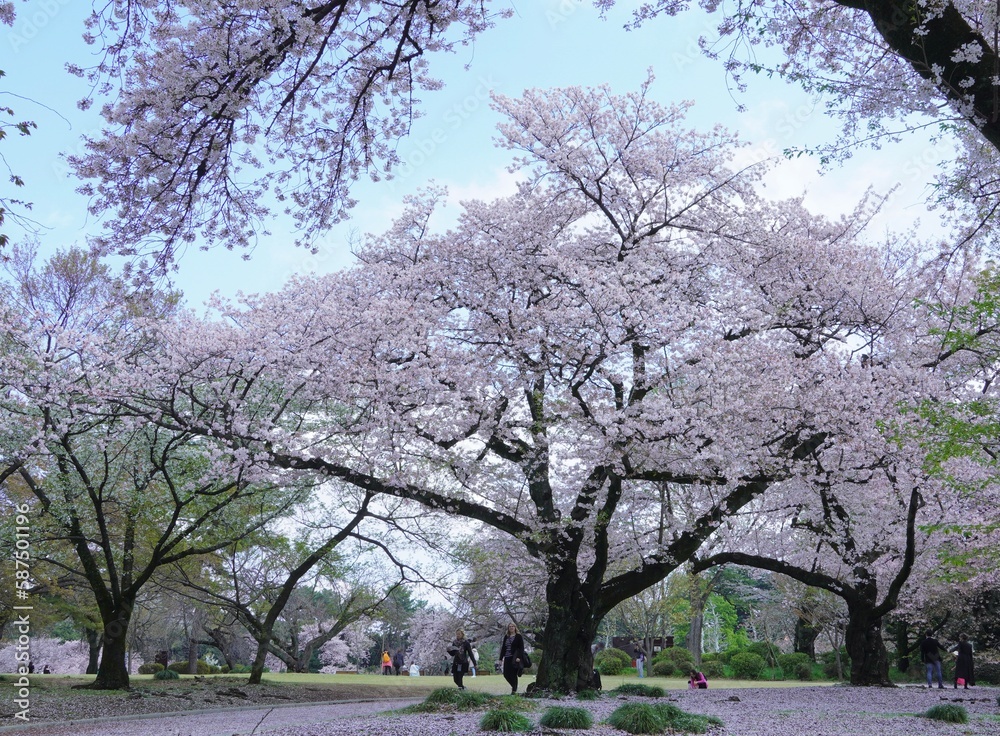 桜のある風景