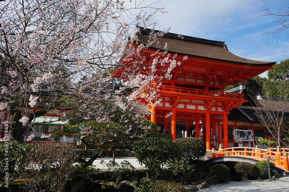 Naklejka premium Kamigamo-jinja or Shrine in Kyoto, Japan - 日本 京都府 上賀茂神社 春の桜