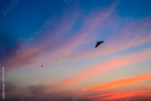 夕焼けの空を飛び交うコウモリのシルエット