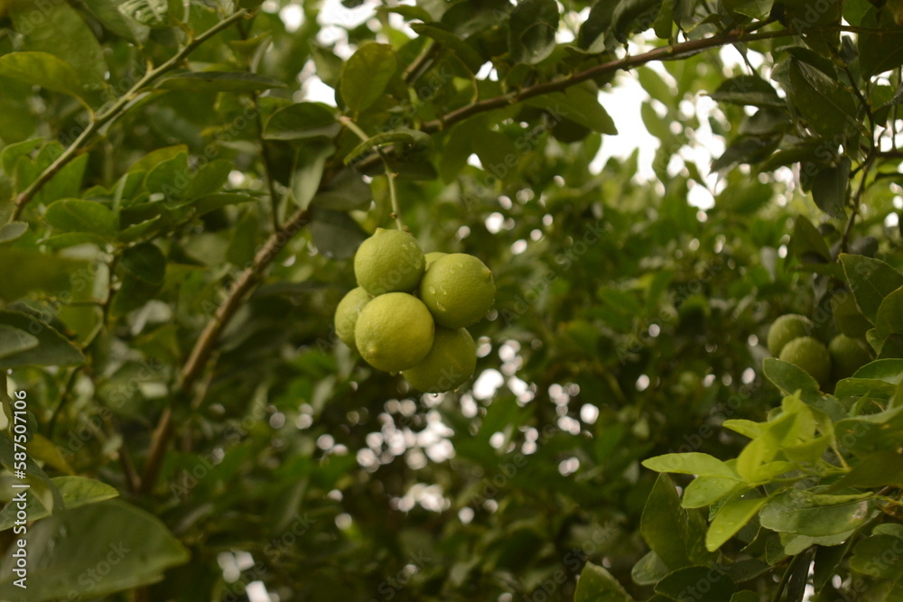 Limão Brasileiro no pé. Galho com vários limões. Árvore de limão com vários no galho. green apples on tree