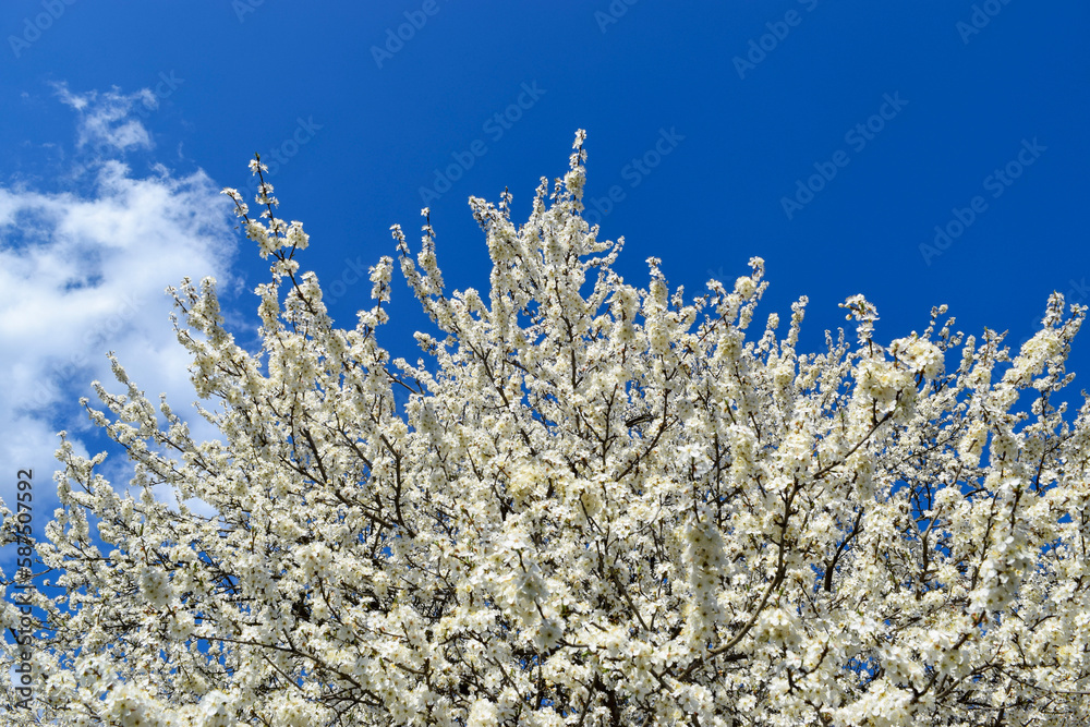 Blooming cherry tree 