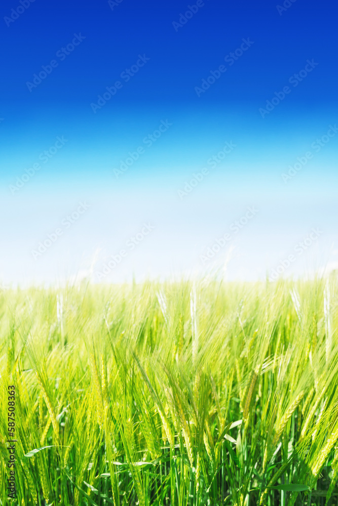 Fototapeta premium Blue sky over green fields