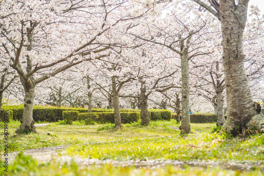 Obraz premium 桜並木