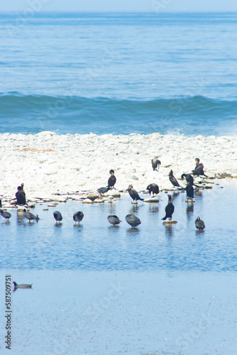 various birds at the mouth of the river Loa