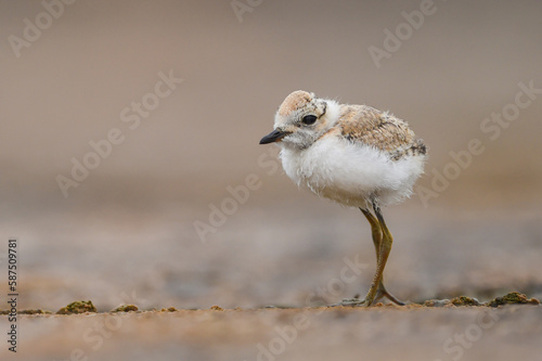 Himantopus himantopus - Baby black-winged Stilt Chicks are It walks, searches for food and catches insects and is a Shore bird that lives on the banks of the saltwater And in river and lakes 