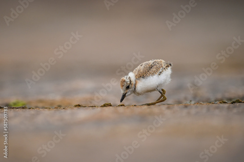 Himantopus himantopus - Baby black-winged Stilt Chicks are It walks, searches for food and catches insects
and is a Shore bird that lives on the banks of the saltwater And in river and lakes
 photo