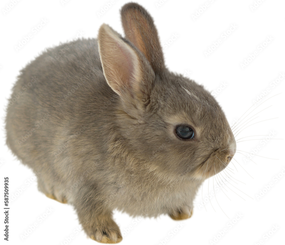 Close-up of brown Easter bunny