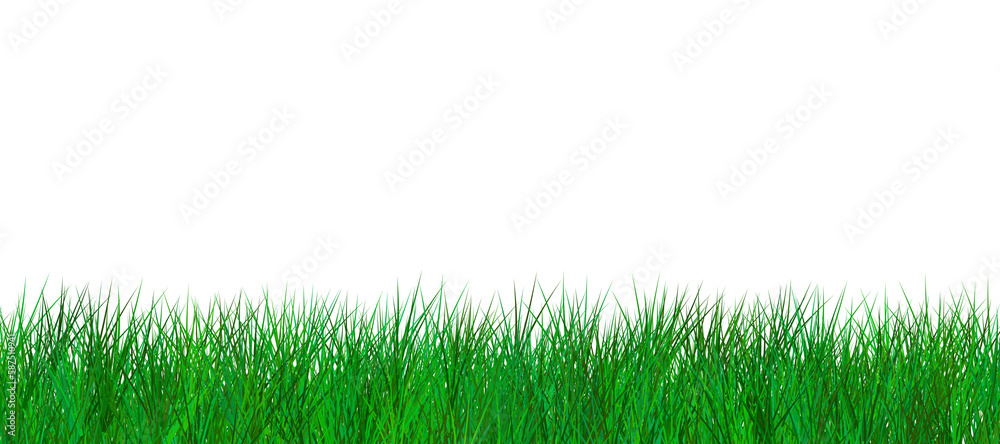 grass against white background grass against white background