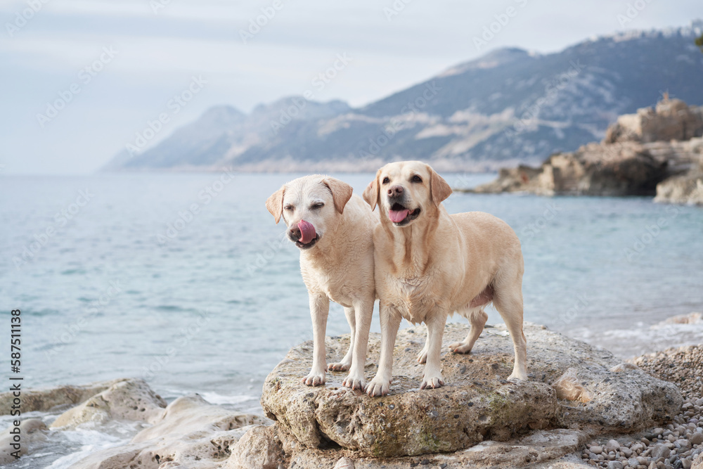two happy dogs are standing on a stone on the sea. Cute pet couple. Labrador Retriever in nature. two happy dogs are standing on a stone on the sea. Cute pet couple. Labrador Retriever in nature.