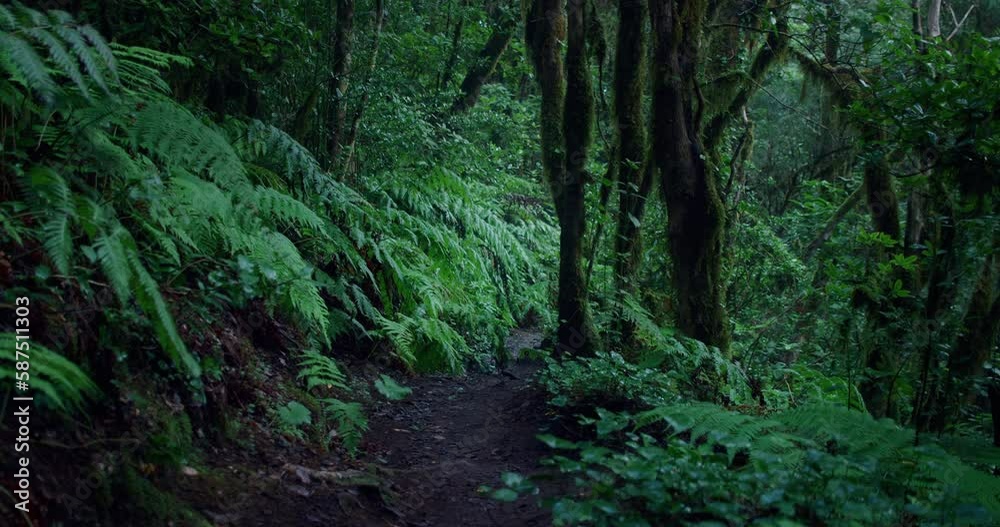 Natural mystic laurel tree forest with hiking trail in cloudy mist weather on island Tenerife. Anaga mountains. Dark spooky scary woodland. Natural mystic laurel tree forest with hiking trail in cloudy mist weather on island Tenerife. Anaga mountains. Dark spooky scary woodland.