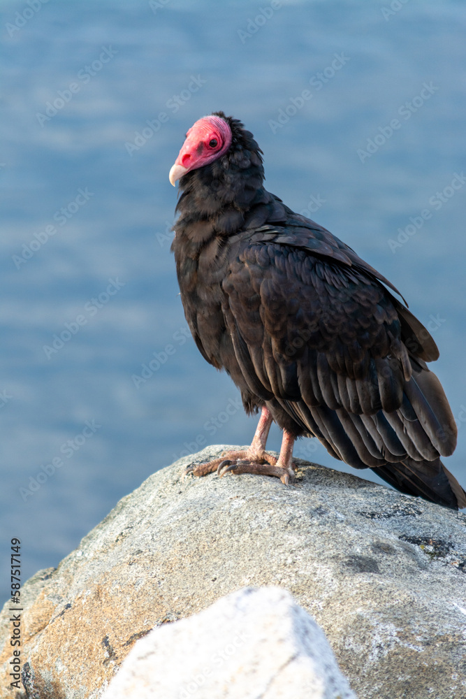 Jote de cabeza colorada (Cathartes aura) Jote de cabeza colorada (Cathartes aura)