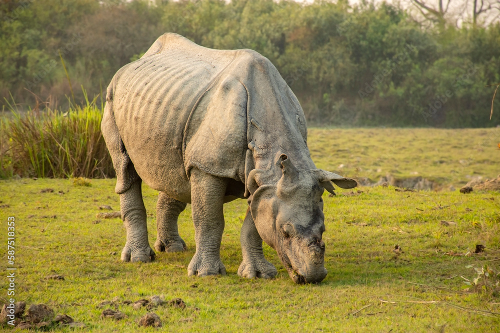 Fototapeta premium Indian one horned rhino or rhinoceros male in the grass land of Kaziranga national park in India