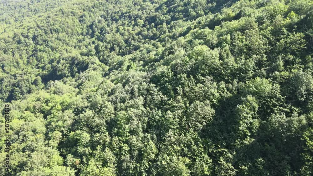 forest forest