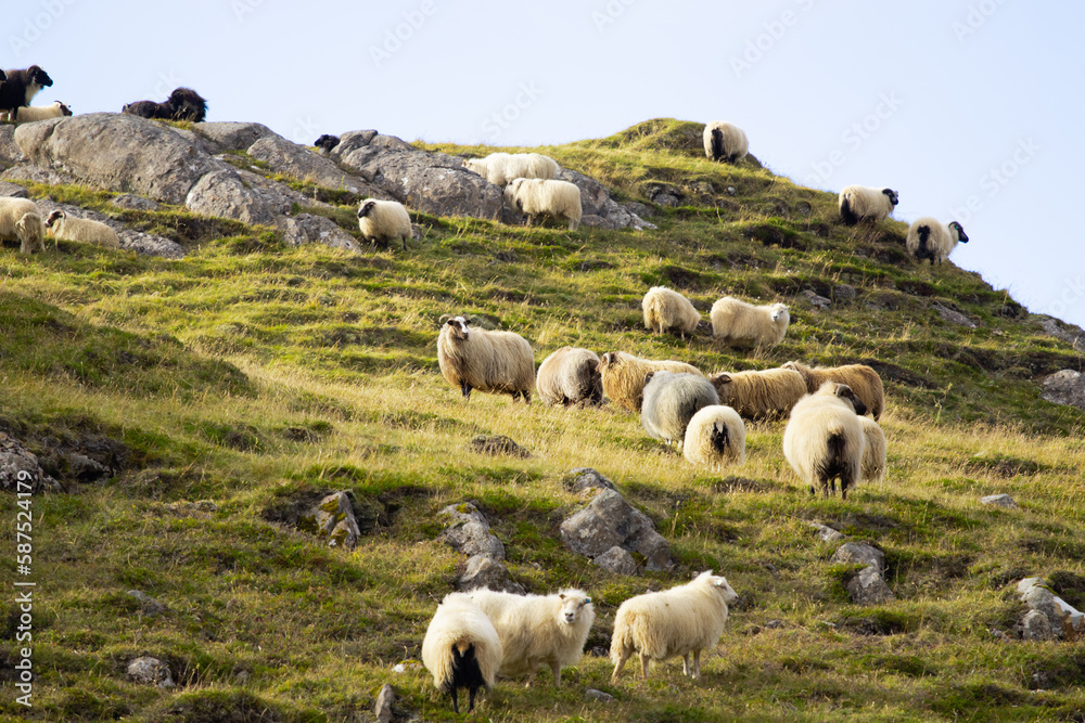 Fototapeta premium Icelandic Sheep Graze in the Mountain Meadow, Group of Domestic Animal in Pure and Clear Nature. Beautiful Icelandic Highlands. Ecologically Clean Lamb Meat and Wool Production. Scenic Area