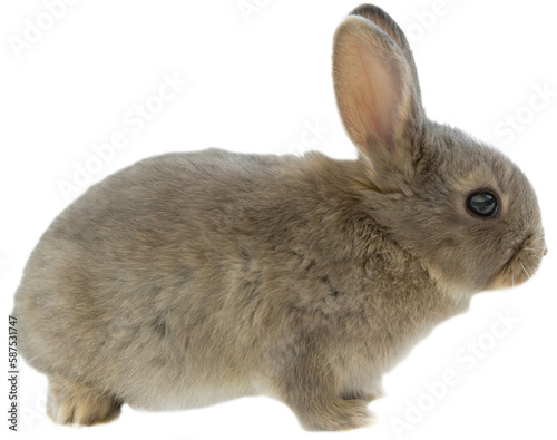 Side view of brown rabbit 