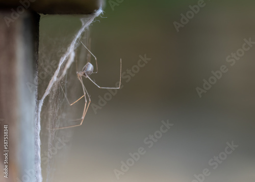 Close-up image of a daddy long legs spider (Pholcus phalangioides) on spider web.