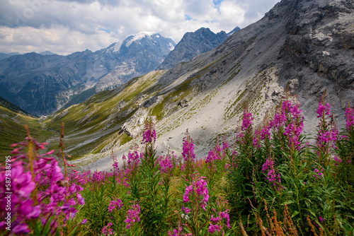 Purple flowers in the Italian Alps in the summer