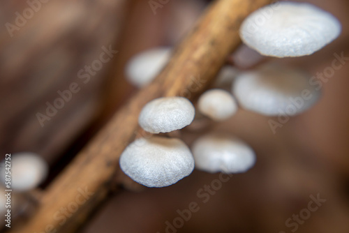 Baeospora myosura is a species of mushroom belonging to the family Tricholomataceae. It is also known as the 