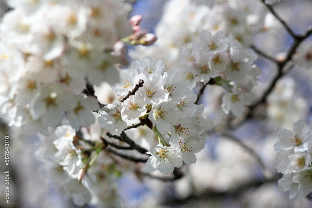 Obraz premium 春の日差しに輝く桜