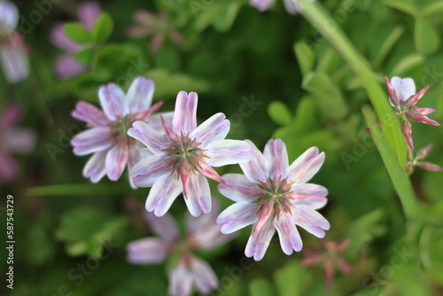 春の田んぼに咲くレンゲの花
