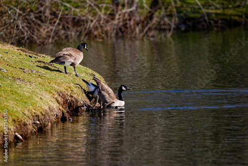 Canada geese at a pond in Puyallup, Washington.