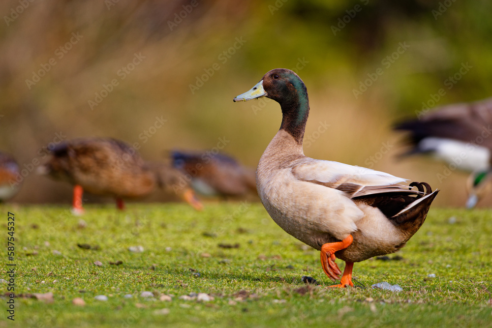 Male Mallard at a park in Puyallup, Washington. Male Mallard at a park in Puyallup, Washington.