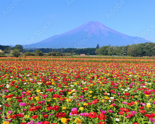 山中湖村 花の都公園の百日草と富士山