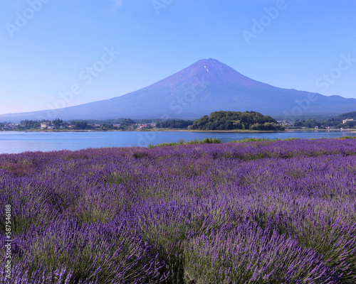 富士河口湖町　大石公園のラベンダーと富士山 © Tozawa