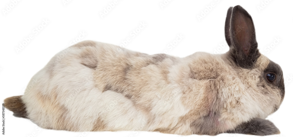 Obraz premium Side view of rabbit sitting