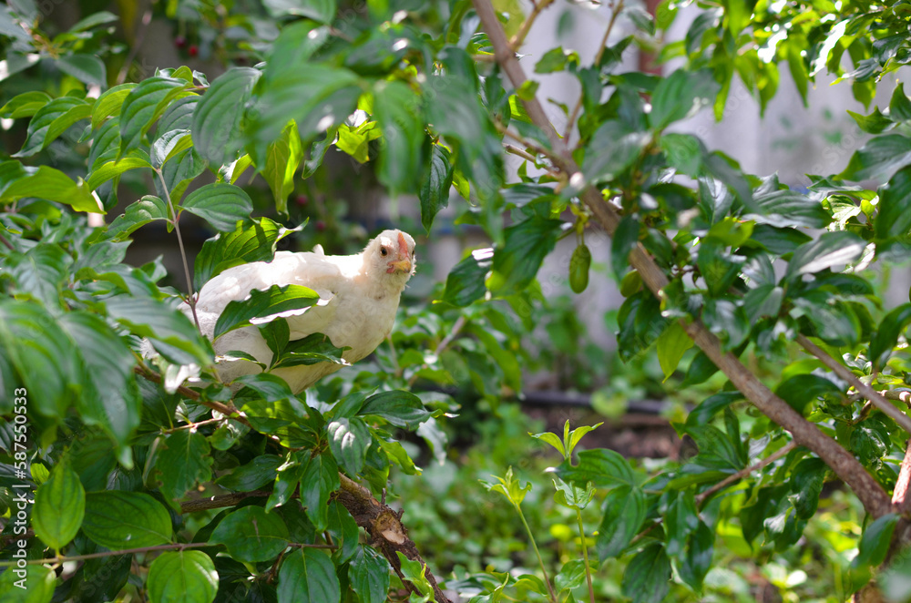 a chicken is sitting on a branch.a colorful chicken in the farmyard. a chicken is sitting on a branch.a colorful chicken in the farmyard.