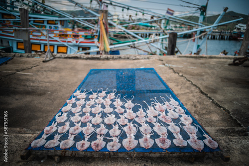 Fresh squid dried in the sun for food preservation, making squid in the sun at Bang Saray Pier, Sattahip District, Thailand.
