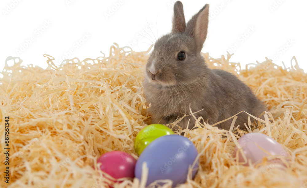Fototapeta premium Bunny on paper nest with Easter eggs
