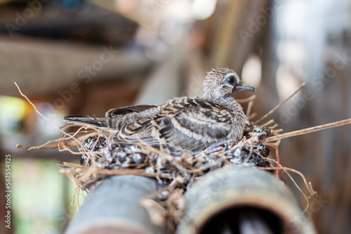 Mature zebra dove on nest is ready to leave the nest