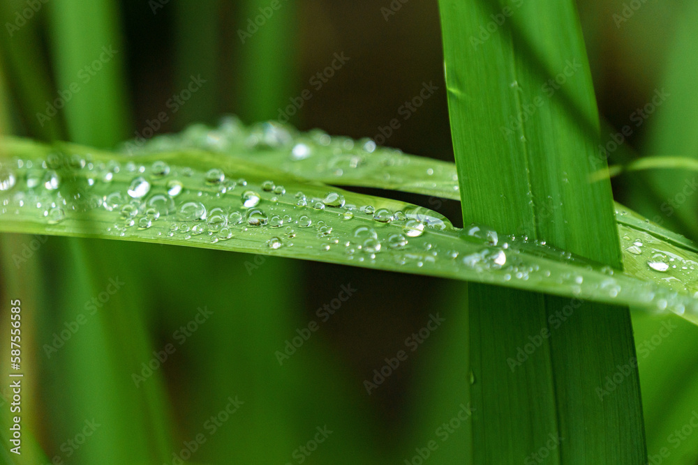 grass with dew drops grass with dew drops