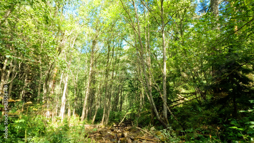 wild woods green foliage - plants  trees and brushwood - photo of nature
