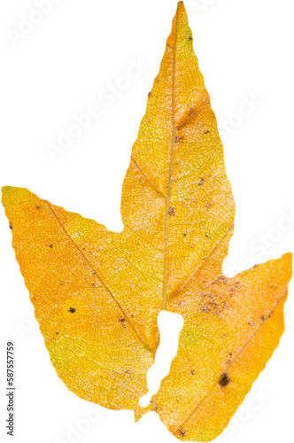 Close up of yellow autumnal leaf