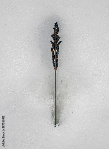 Plant on icy snow