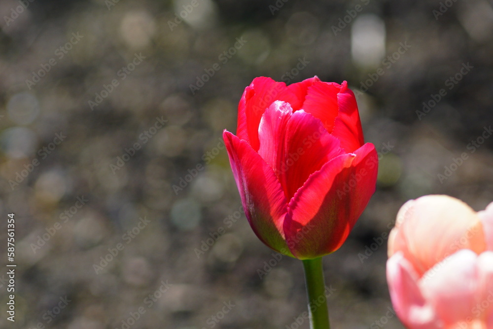 Bright multi-colored tulips in the spring park. Bright multi-colored tulips in the spring park.