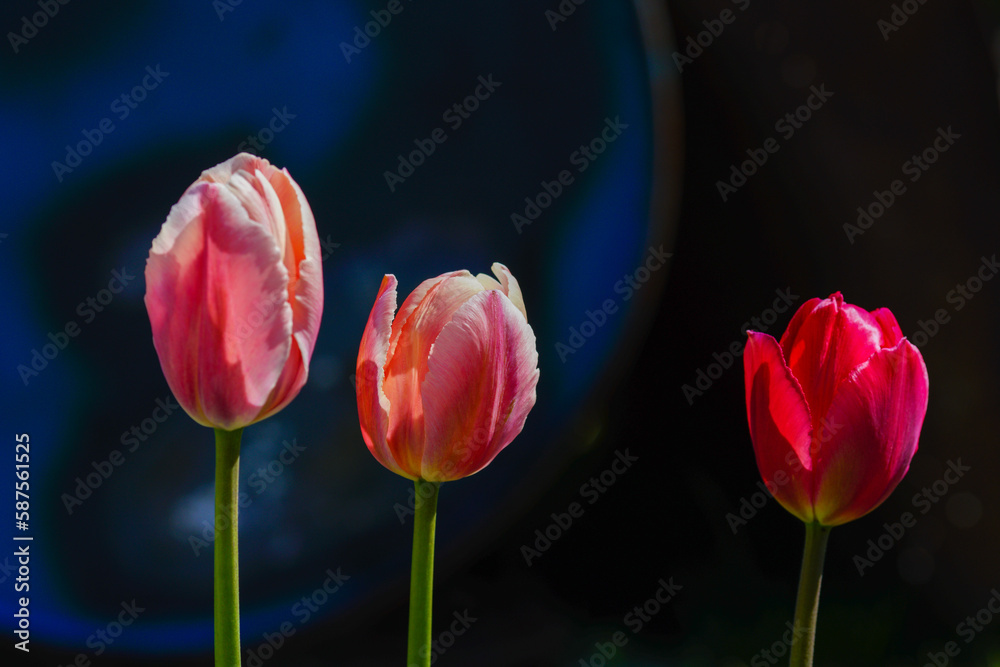 Fototapeta premium Bright multi-colored tulips in the spring park.