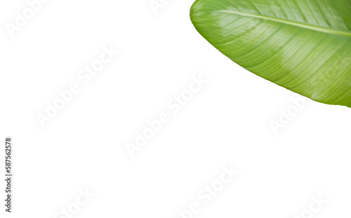 Cropped image of green leaf 