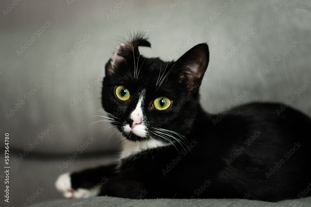 a black cat with a curved ear on a gray sofa