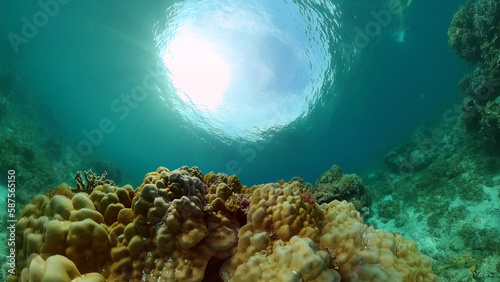 Tropical Fishes on Coral Reef  underwater scene. Philippines.