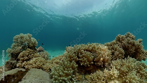 Sea coral reef. Underwater Tropical Sea Seascape. Tropical fish reef marine. Philippines. © Alex Traveler