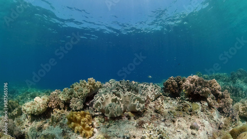 Beautiful underwater landscape with tropical fishes and corals. Life coral reef. Philippines. © Alex Traveler