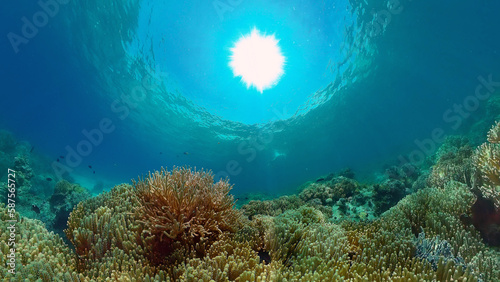 Tropical coral reef seascape with fishes, hard and soft corals.