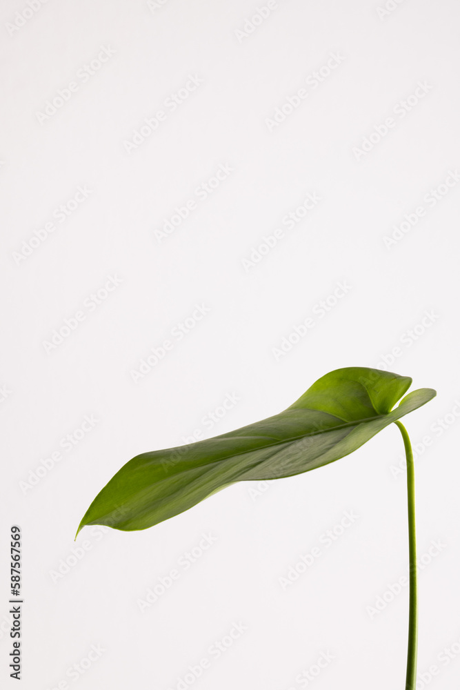 Close up of green leaf on white background with copy space