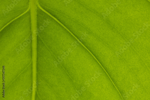 Close up of green leaf with veins and midrib, copy space