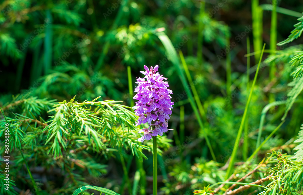 the blossoming of the mountain orchid among the green meadows in spring